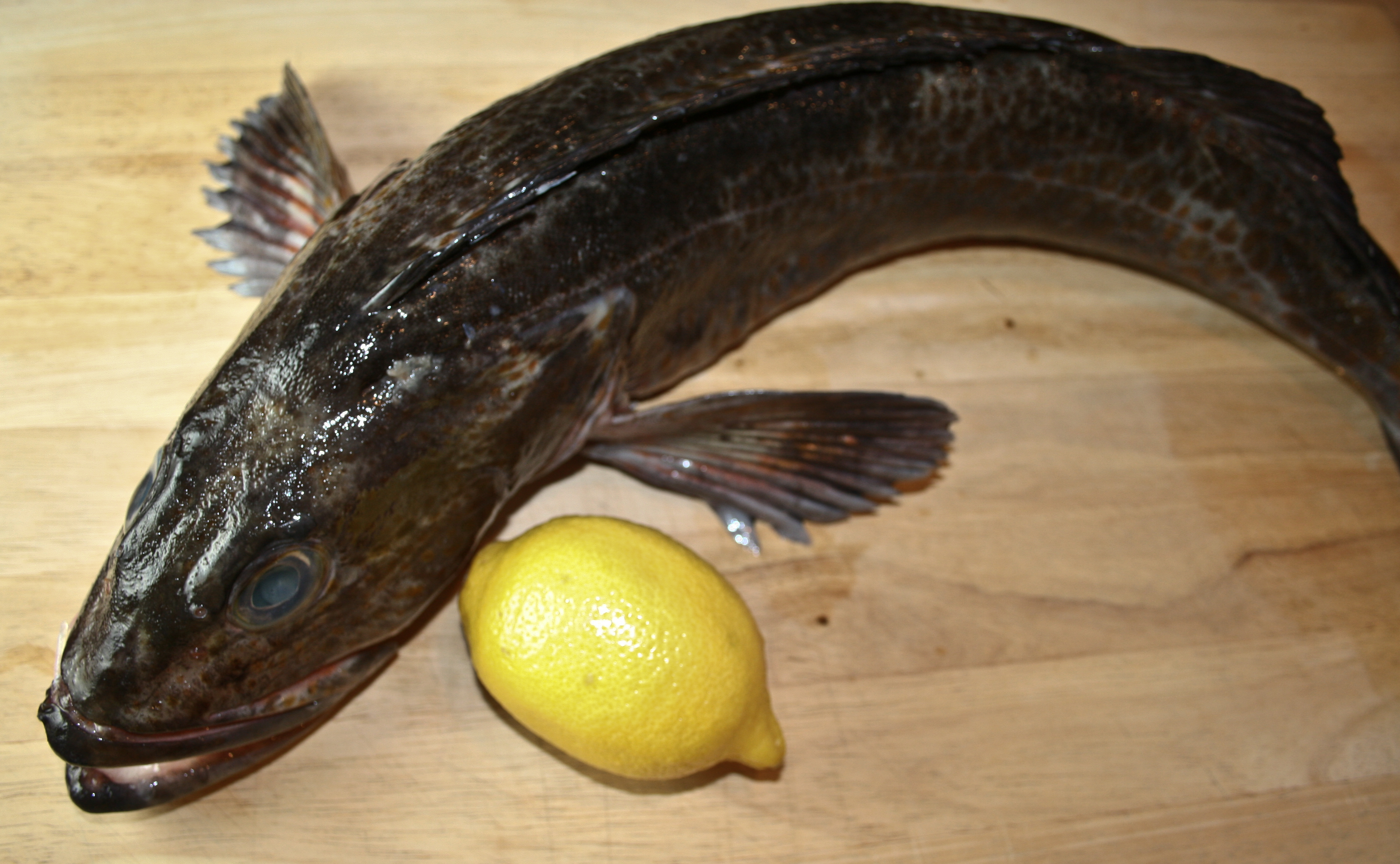 Oregon Ling Cod, fresh from the Garibaldi jetty