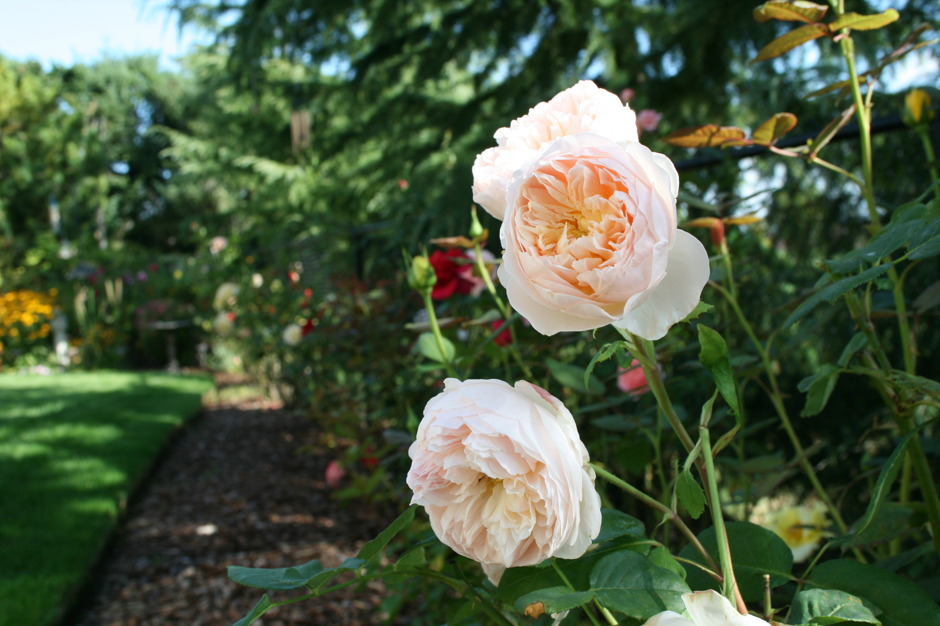 English Tea Roses