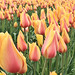 WoodenshoeTulip4