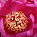 Peony