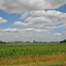 Corn field