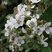 Blackberry blossoms