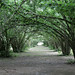 Old hazelnut orchard