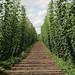 Hops farm