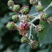 Wild blackberries