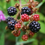 Wild Blackberries