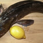 Lingcod — A Fish So Ugly Only Its Mother Would Love It...Unless You're a Seafood Lover