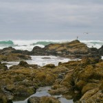 Rocks along the beach at the 15th St. NW beach access in Lincoln City, Oregon make the perfect home for mussels and edible seaweed.