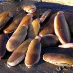 Razor Clams - Succulent, Scrumptious Clam Steaks