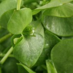 Miner's Lettuce — Tasty Wild Food