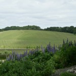 Lupines frame a vista at Left Coast Cellars.