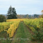 Chehalem Vineyard and Winery