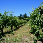 Ponzi Vineyards