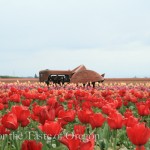 Wooden Shoe Tulip Farm