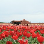 Wooden Shoe Tulip Farm