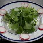 Miner's Lettuce Salad with Pomegranate Dressing — Foraging in the Spring for Wild Greens