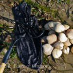 Video: How to Shuck and Clean Cockles for Chowder