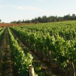 Mahonia Vineyard making mark in Portland