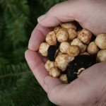 Charles Price holds a portion of the truffles he found during our truffle-hunting trip with Jack Czarnecki.