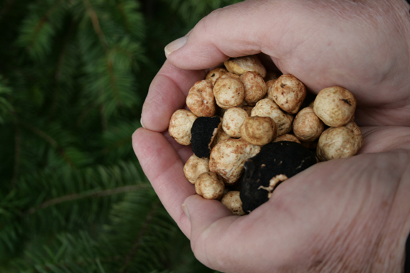 TruffleLede
